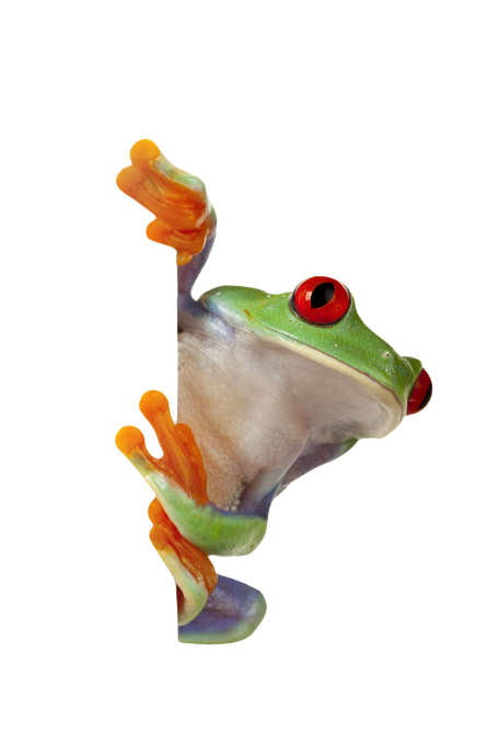 tree frog2