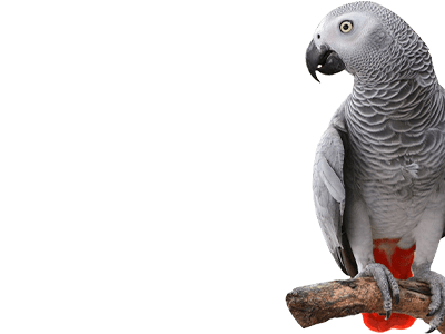 Corner Lower Right Grey Parrot