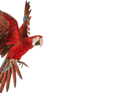 Divider 400x300 Left Macaw