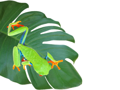 Divider Frog On Leaf