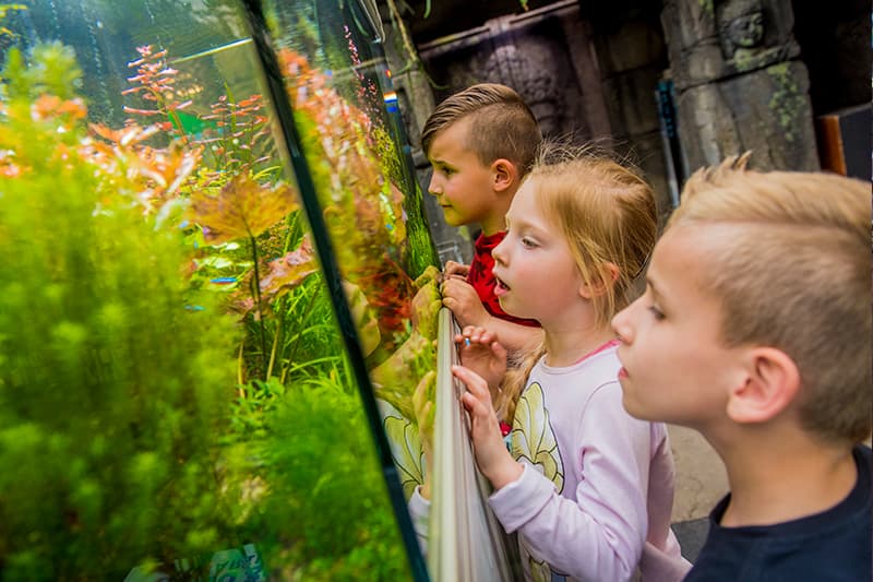 Photo Kids Peeping aquarium
