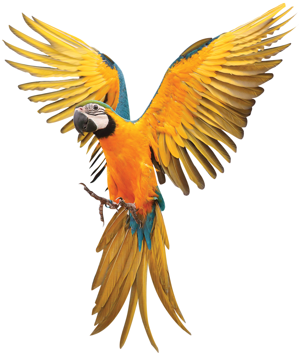 Flying Macaw 3