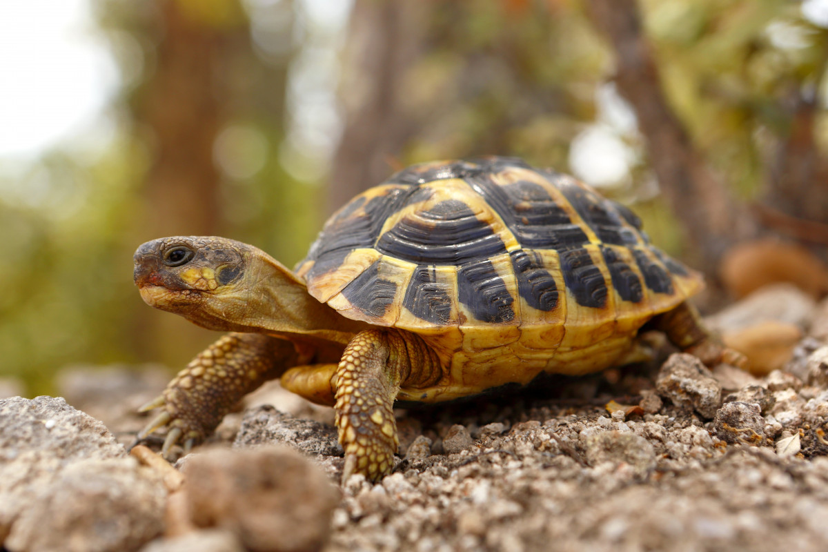 Buy Russian Four-toed Tortoise tortoise Testudo horsfieldii