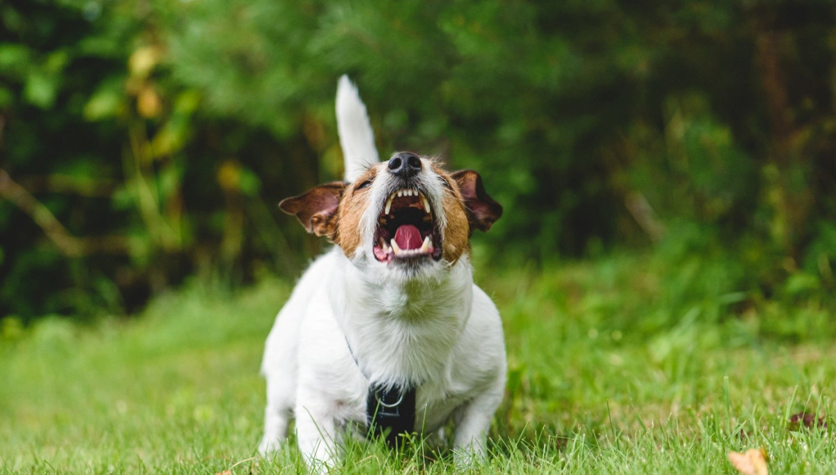 Help! my dog ​​barks a lot Jack Russell Dog stop barking less