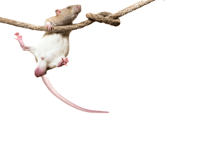 Corner Upper Right Rat On Rope Rodent World Avonturia