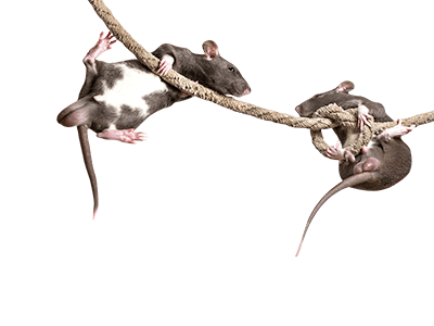 Corner Upper Right Rats Rodent World Avonturia