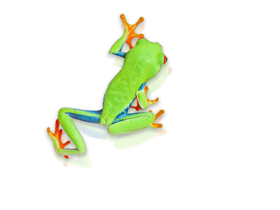 Divider Tree Frog Avonturia