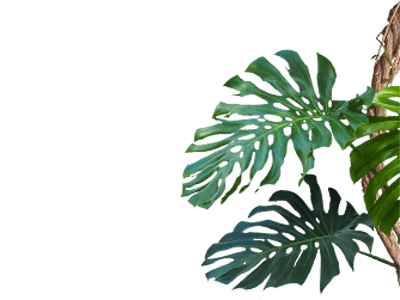 Divider Plants And Vine Avonturia