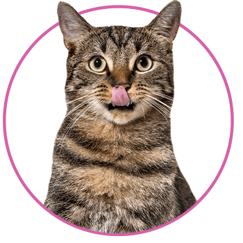 Newsletter Cat World Avonturia