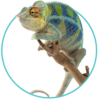 Newsletter Reptiles Page 350x350