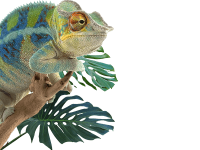 Kameleon Achter Planten Dierenpagina Reptielen Avonturia