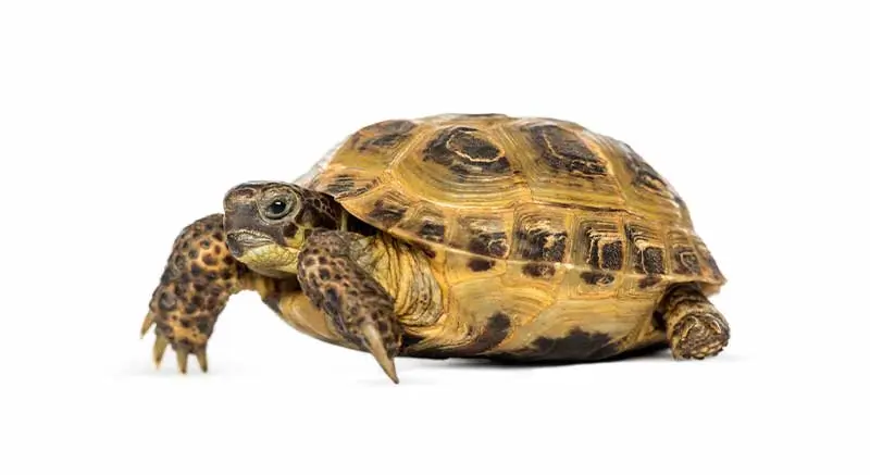 Russian Four-toed Tortoise Information Page Reptile Species Animal Page Avonturia