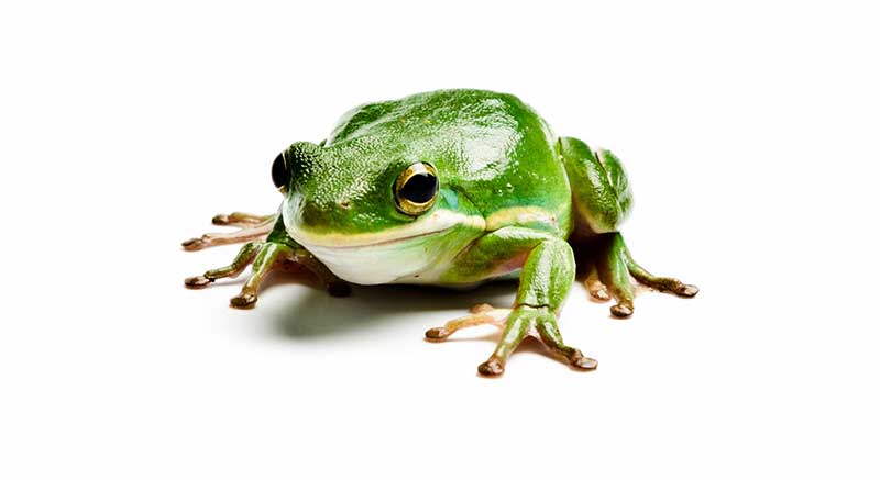 Sell ​​American Green Tree Frog Dryophytes Cinereus frog Information care facts poisonous frog