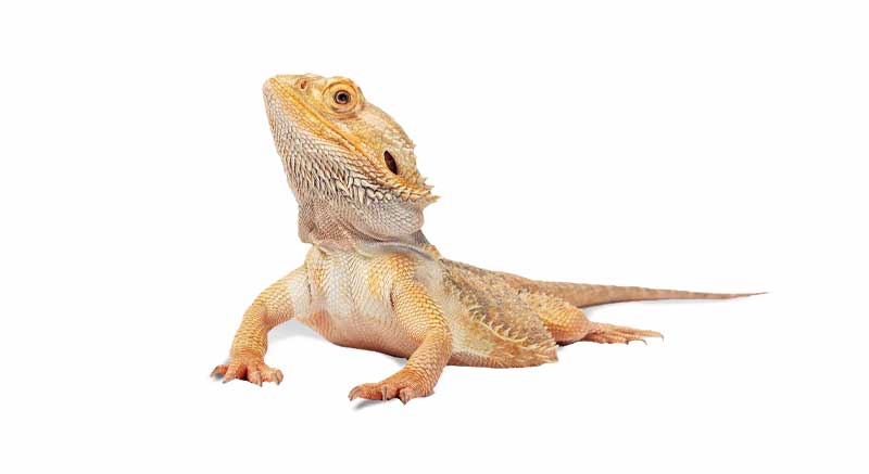 Buy bearded dragon Pogona vitticeps Information care facts lizard