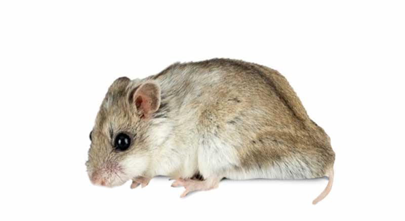 Chinese Dwerghamster Cricetulus griseus informatie hamster kopen