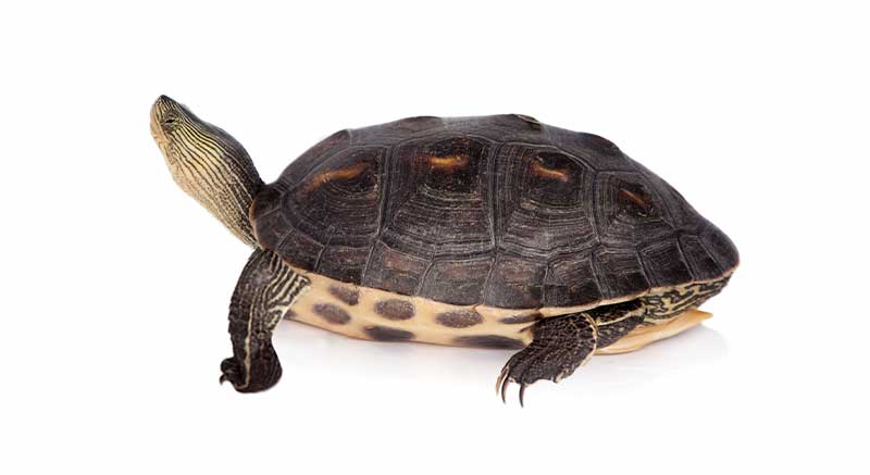 Waterschildpadden Avonturia