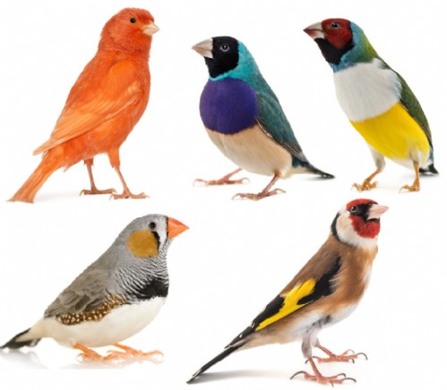 Animal Songbirds