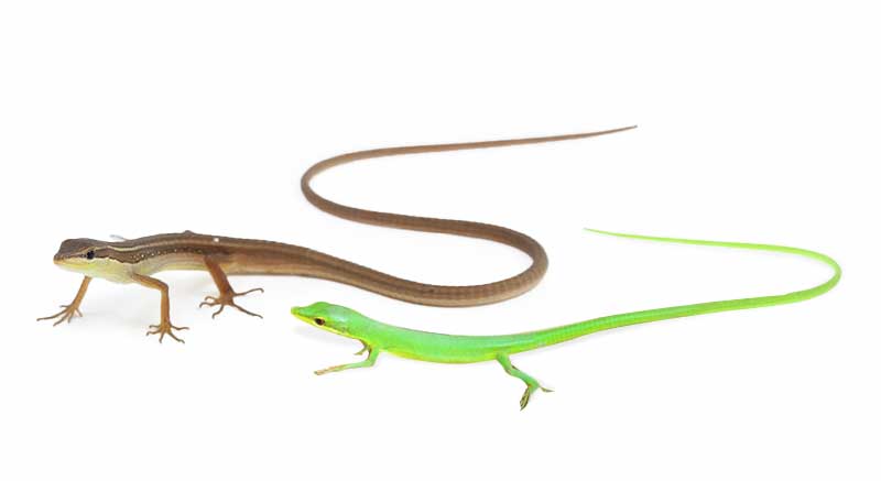 Long-tailed Lizard species Takydromus sexlineatus Information care facts