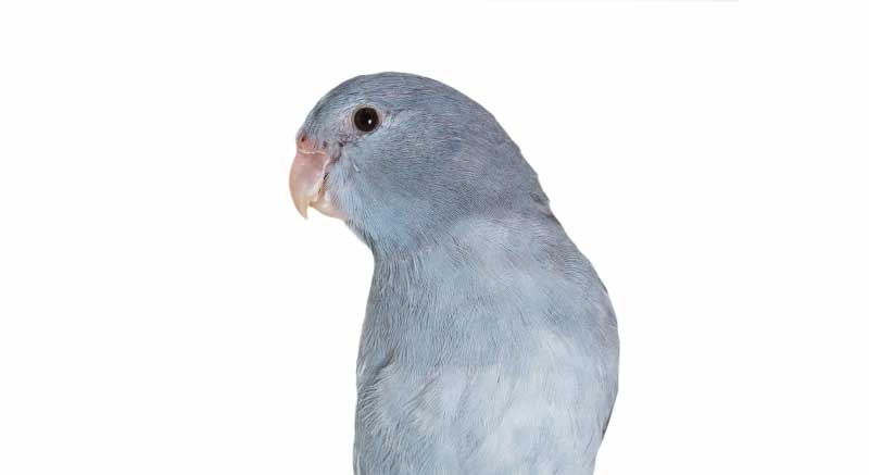 Buy Forpus Coelestis Blue Sparrow Parrot Grey-backed Lovebird Lovebird