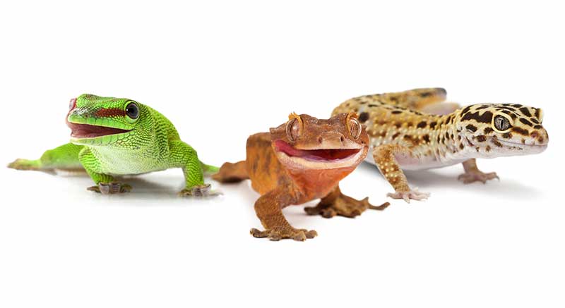 Lizard species Lacertilia Information care facts lizard