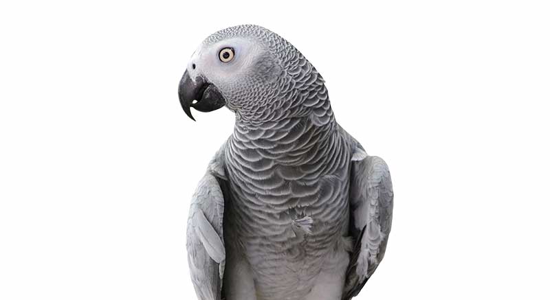 Gray Parrot Psittacus erithacus Parrot