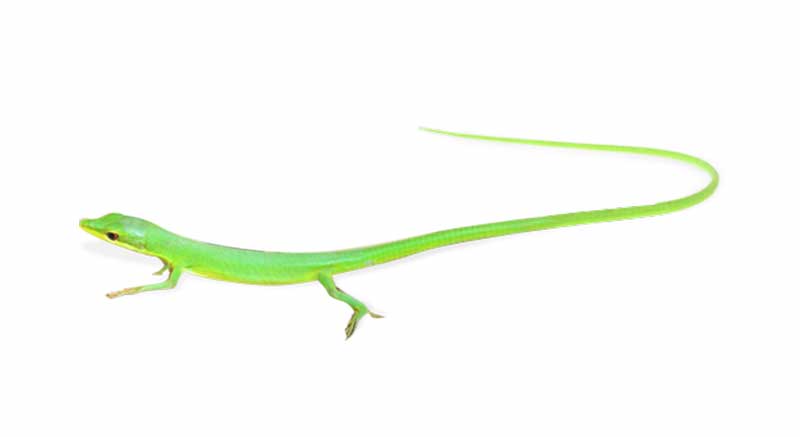 Buy Green Long-tailed Lizard Takydromus smaragdinus Information care facts lizard