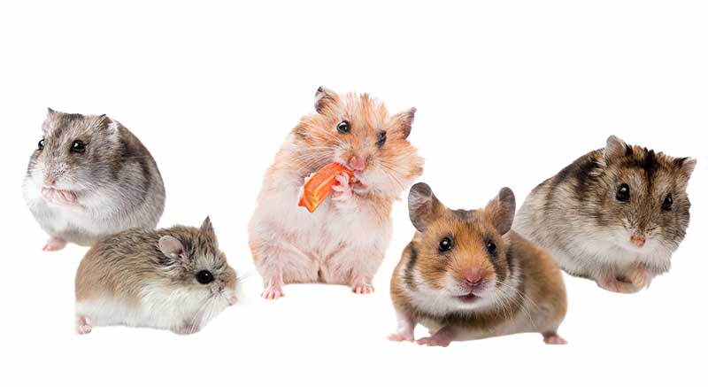 Hamster soorten Cricetinae Dwerghamster Informatie weetjes verzorging