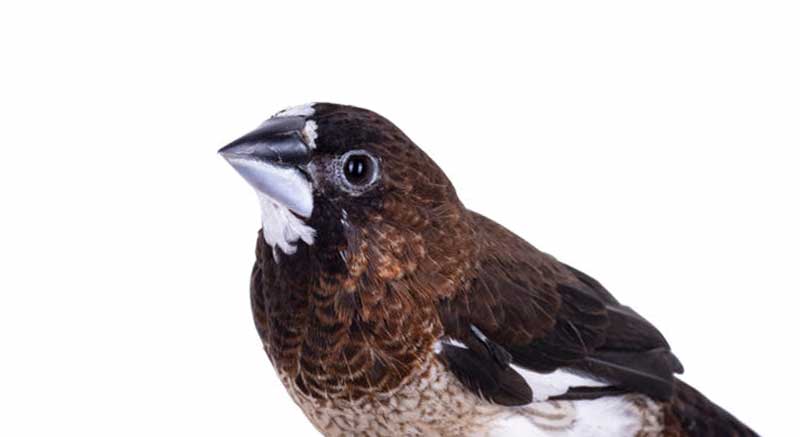 Japanse Meeuw Siervogel Lonchura Tropische vogel Prachtvink Zangvogel Informatie