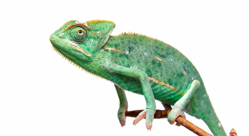 Yemen Buy chameleon Chamaeleo calyptratus Information care facts lizard