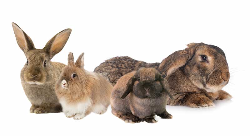 Rabbits Hares Lagoon species Information care facts