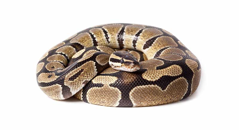 Koningspython kopen Python regius Informatie verzorging weetjes slang