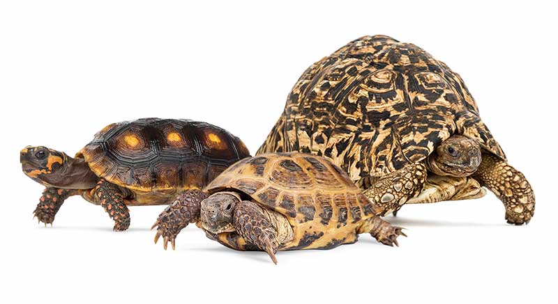 Landschildpadden Schildpad soorten Informatie verzorging weetjes