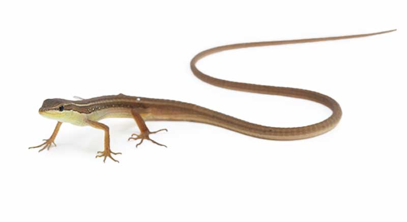 Buy long-tailed lizard Takydromus sexlineatus Information care facts lizard