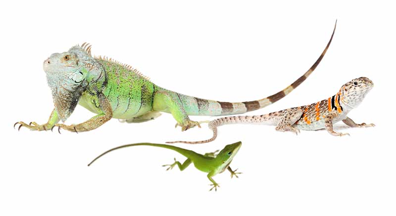 Leguanen soorten Iguanidae Informatie verzorging weetjes hagedissen