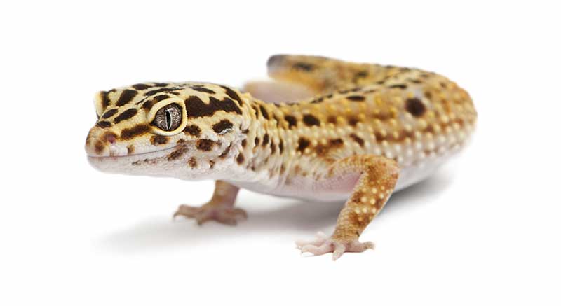 Leopard gecko buy Eublepharis macularius information care facts lizard
