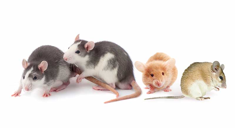 Muis Rat informatie verzorgen soorten informatie weetjes