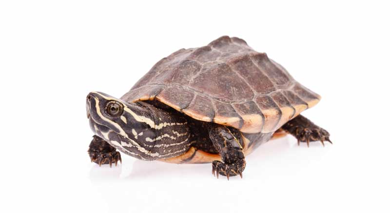Muskusschildpad kopen Sternotherus odoratus Informatie verzorging weetjes schildpad