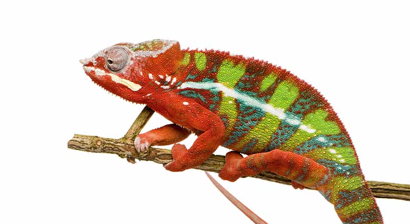 Buy Panther Chameleon Furcifer pardalis Information care facts lizard
