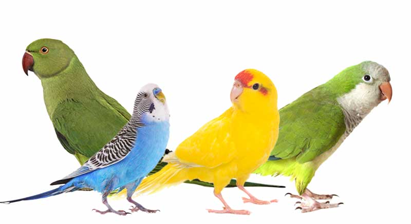 Parkieten Parkietensoorten Vogelpagina informatie weetjes verzorgen