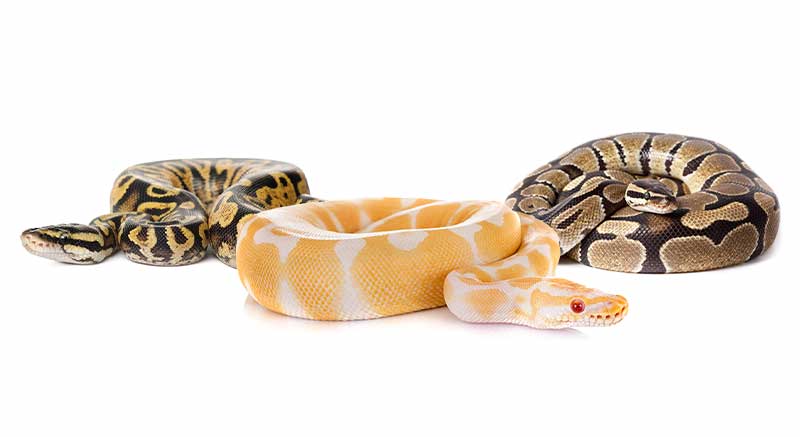 Pythons Pythonidae Python soorten slang Informatie verzorging weetjes slang