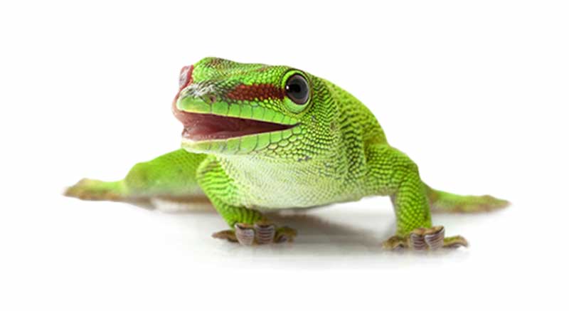 Buy giant day gecko Phelsuma madagascariensis madagascar day gecko information care facts lizard