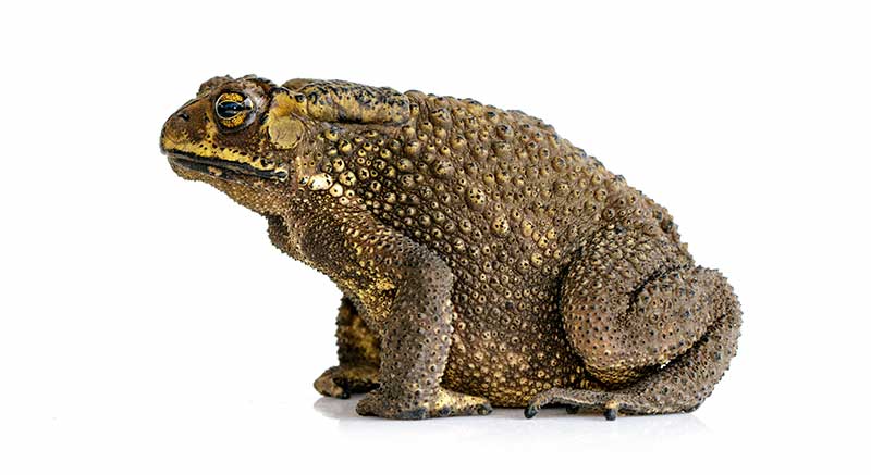 Giant toad buy Rhinella marina Information care facts toad