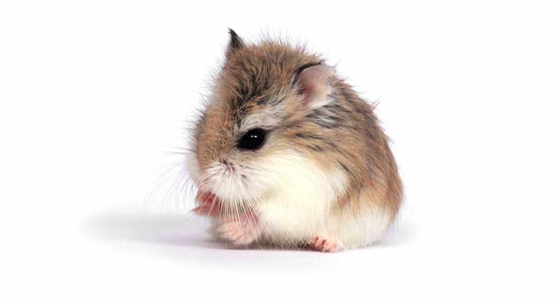 Buy Chinese Dwarf Hamster Cricetulus griseus information hamster