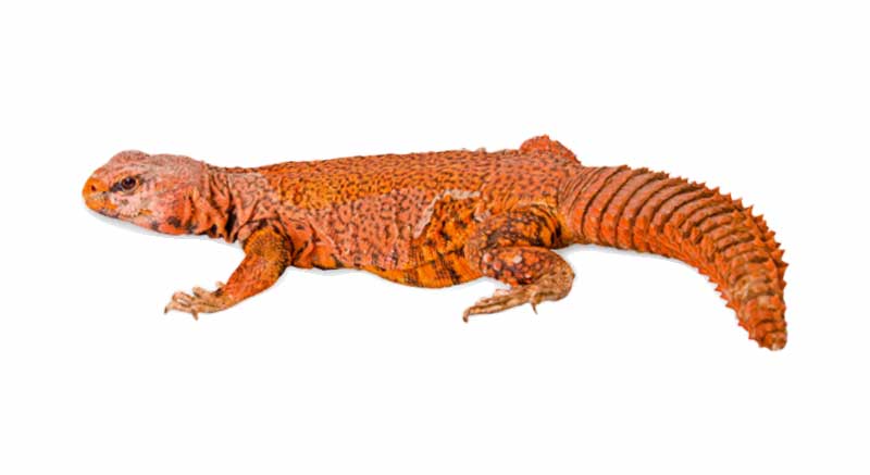 Buy Red Spiny-tailed Dragon Uromastyx geyr Information care facts lizard