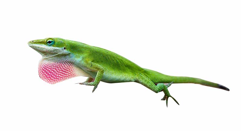 Buy Red-throated Anole Anolis carolinensis information care facts iguana