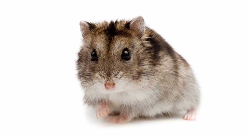 Russische Dwerghamster kopen Phodopus sungorus Siberische hamster Dzjoengaarse
