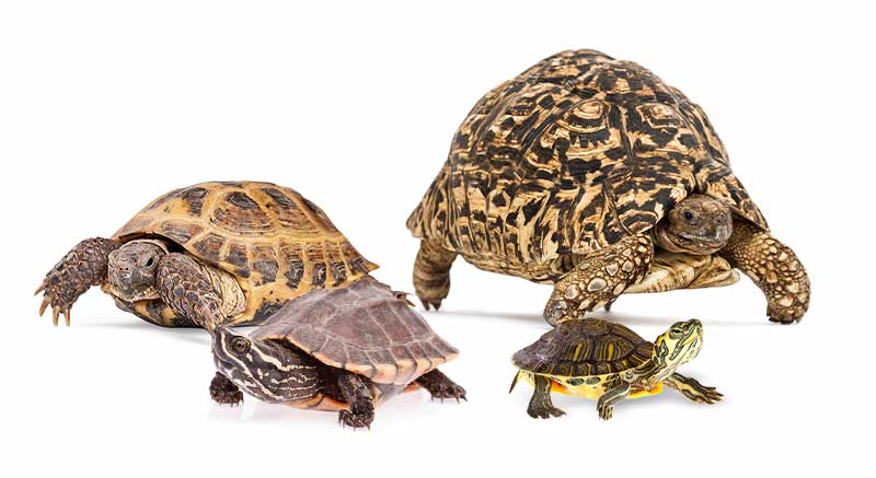 Schildpadden Testudinidae Schildpad Landschildpad soorten Informatie verzorging weetjes Amfibieën