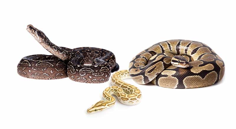 Slangen soorten Serpentes Informatie verzorging weetjes