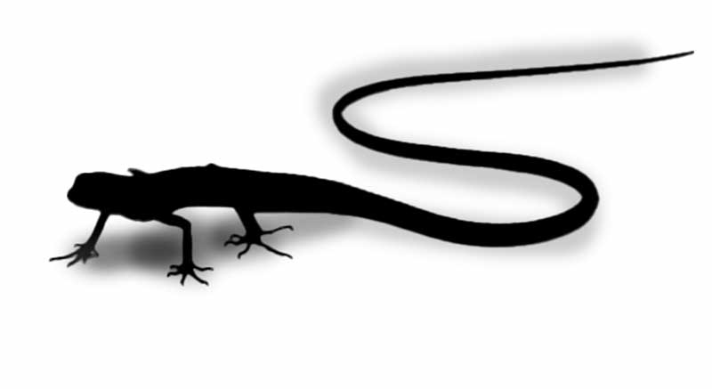 Smaragd Langstaarthagedis kopen Informatie Pagina Reptielsoorten Dierenpagina Avonturia Informatie Pagina Reptielsoorten Dierenpagina Avonturia