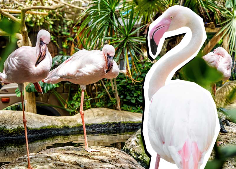 Treasure hunt Flamingos Activities Avonturia Page Image